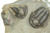 Inflated Proetid Trilobites - Jorf, Morocco #362853-2